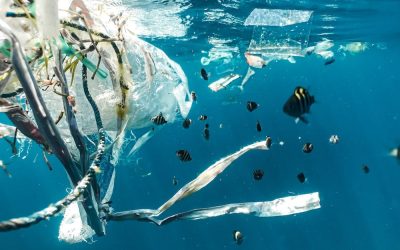 L’impact des bouteilles en plastique sur notre environnement